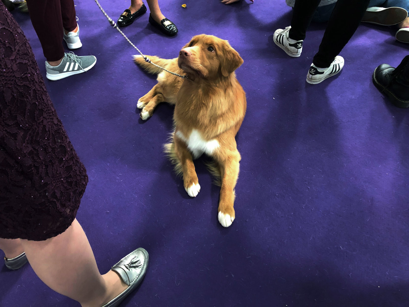 Westminster Dog Show